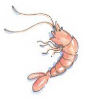 prawn